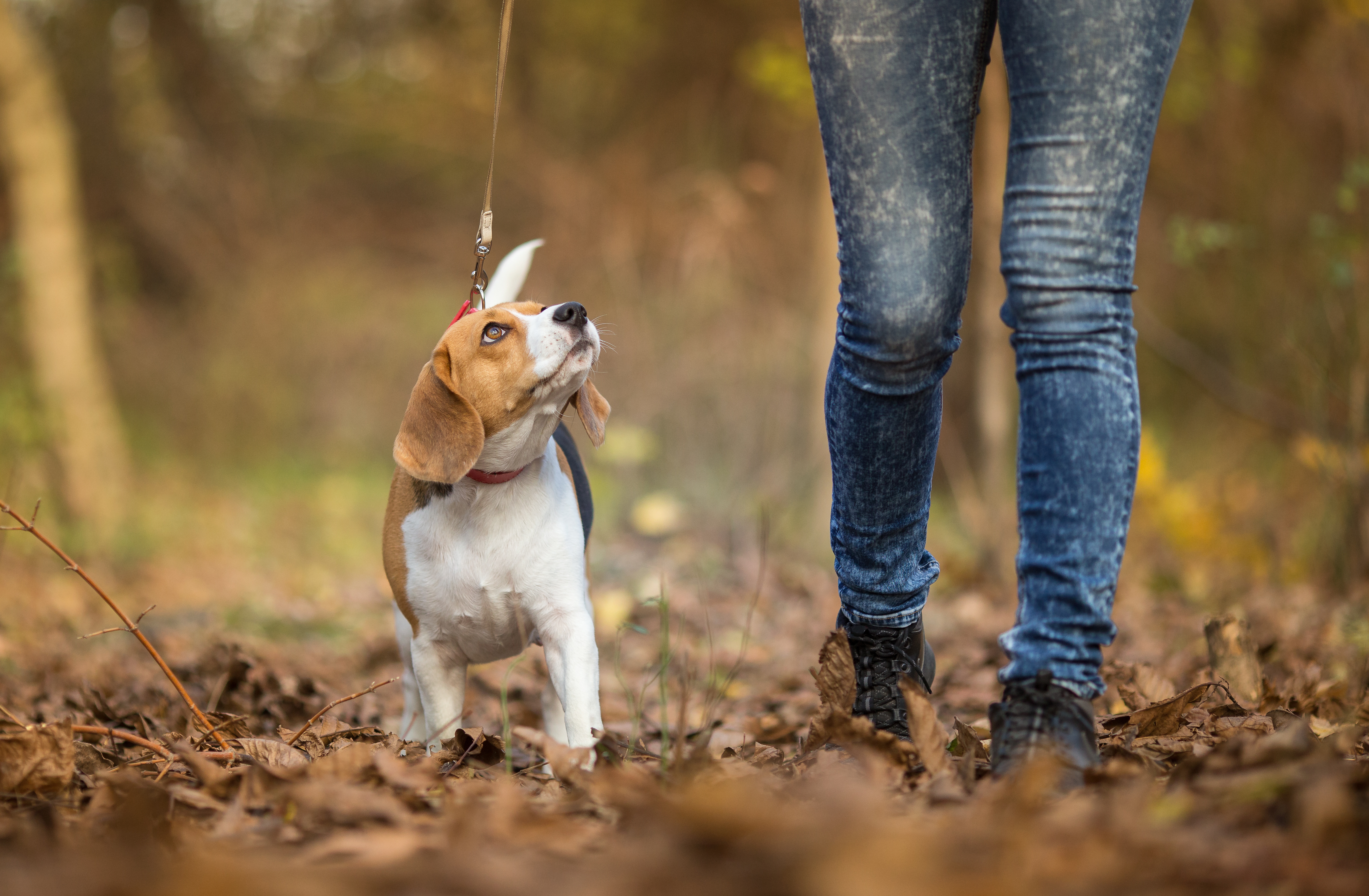 A quelle fr quence faut il promener son chien  My Happy Pet