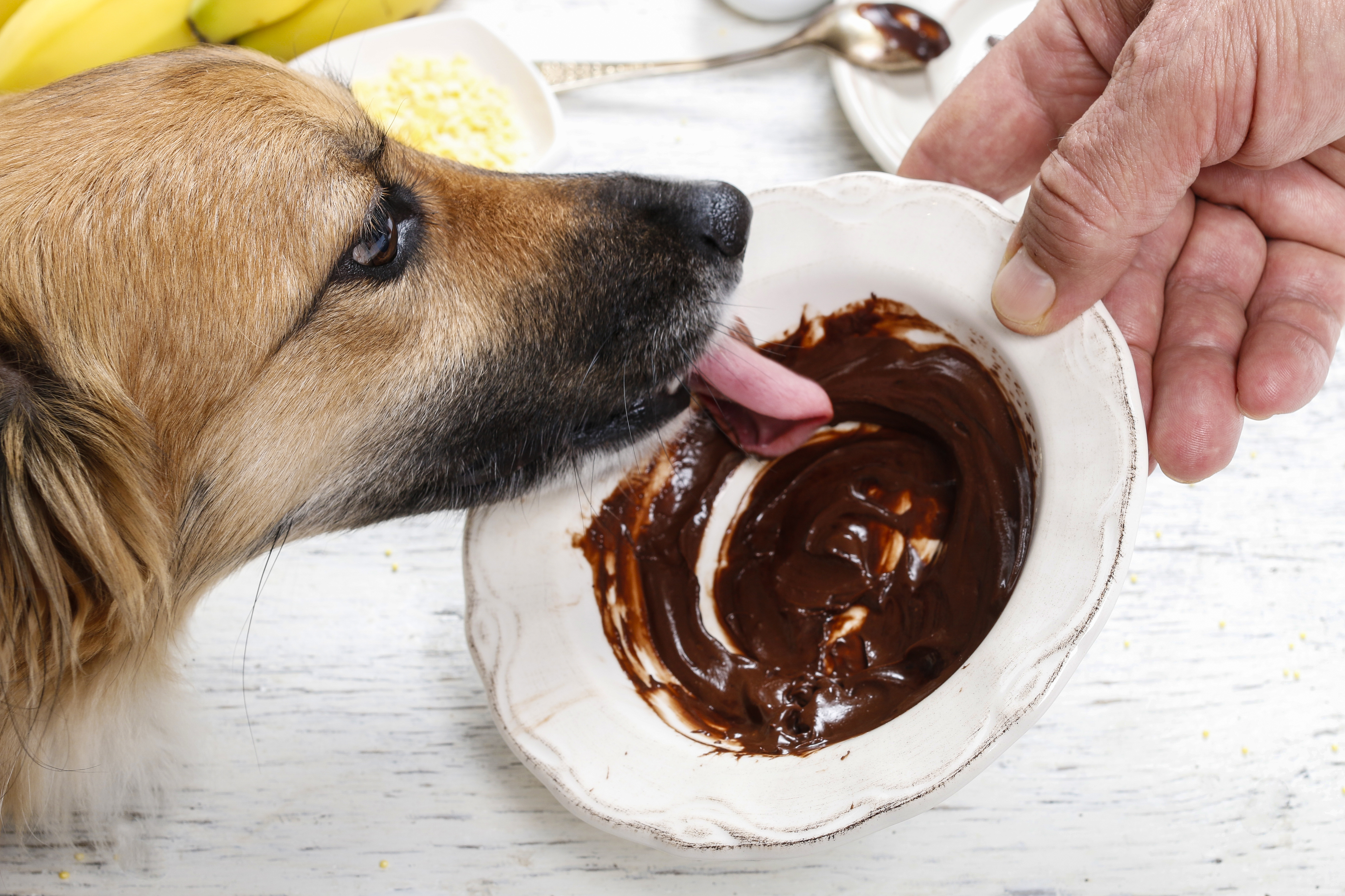 Можно собакам сметану. Собака отравилась шоколадом. Шоколад для собак. Отравление шоколадом у собак. Животные и сладости.