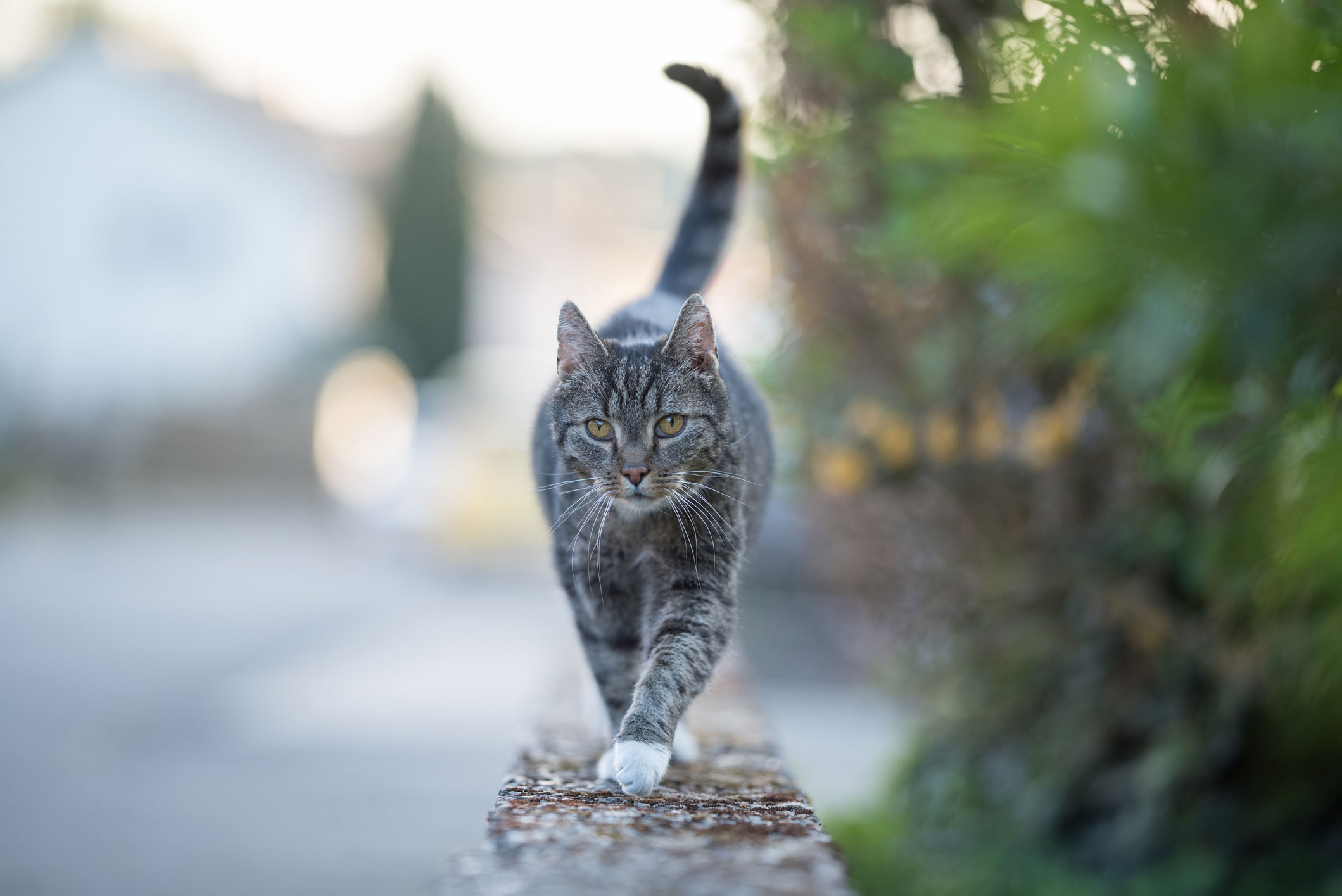 Mon Chat A La Gale Est Ce Grave My Happy Pet France