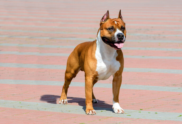 american-staffordshire_0