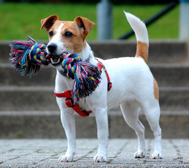 jack-russell-terrier