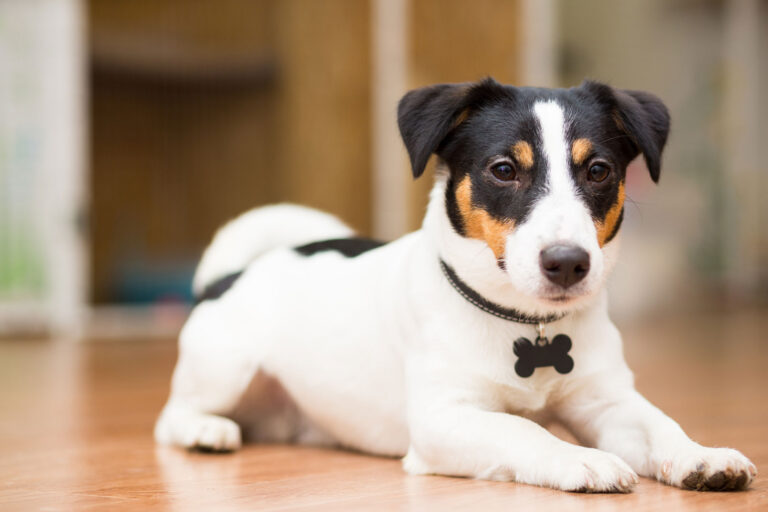 jack-russell-terrier2