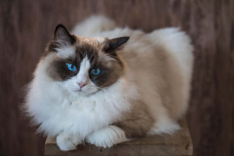 ragdoll