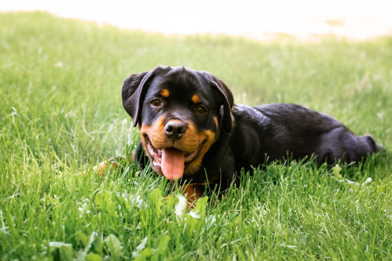rottweiler2