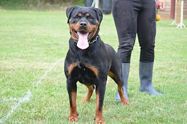 rottweiler3