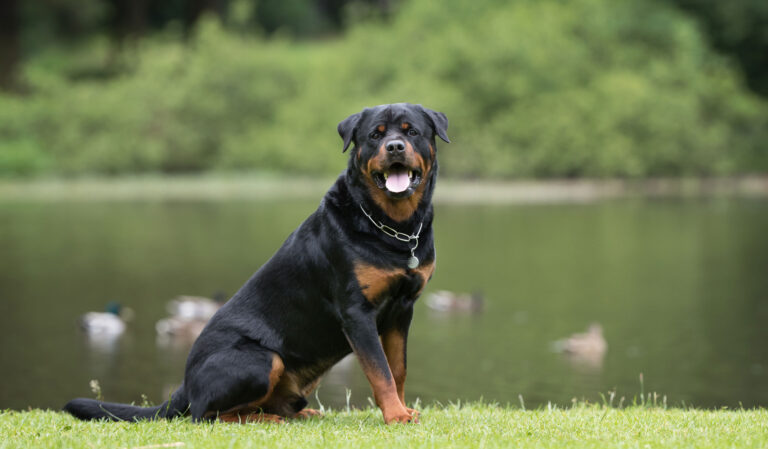 rottweiler5