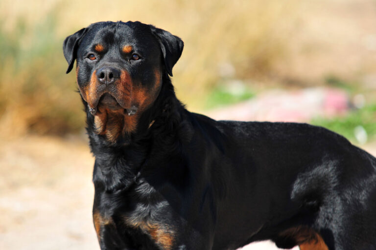rottweiler_0