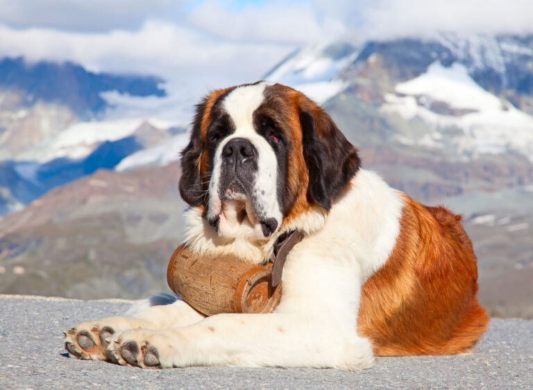 saint-bernard2