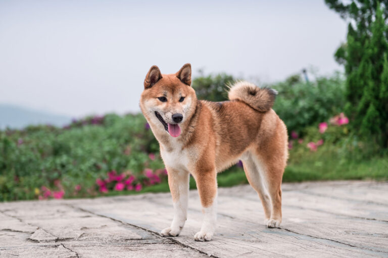 shiba-inu2