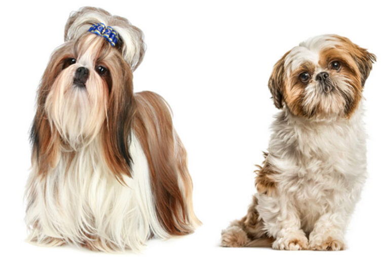 shih-tzu (1)