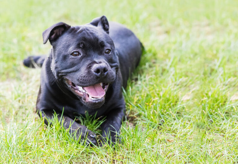 staffordshire-bull-terrier2