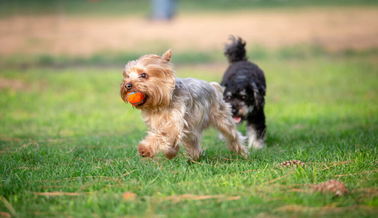 yorkshire-terrier1