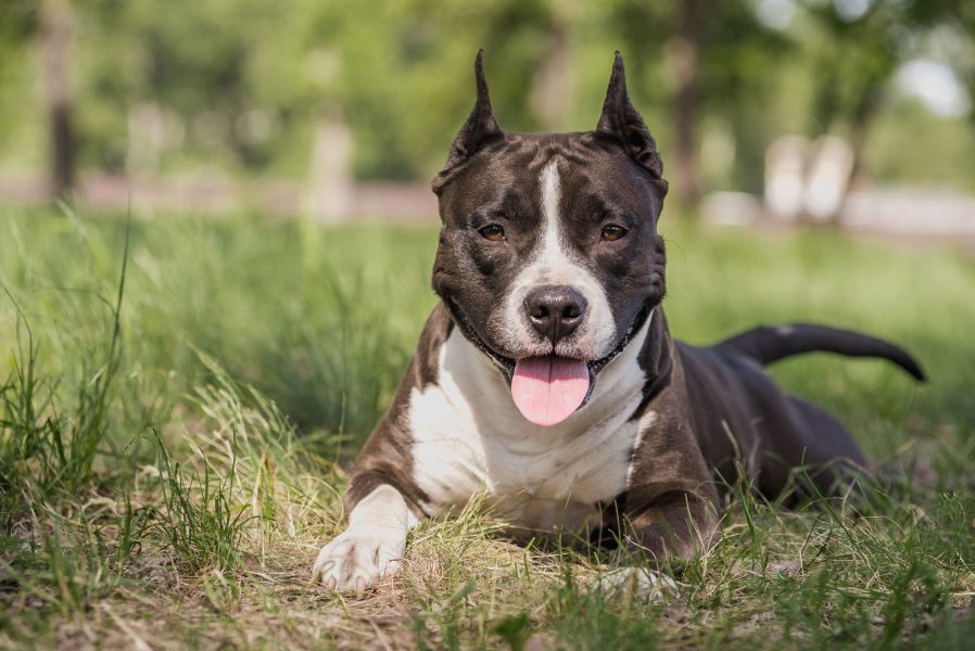 american-staffordshire2 american-staffordshire2