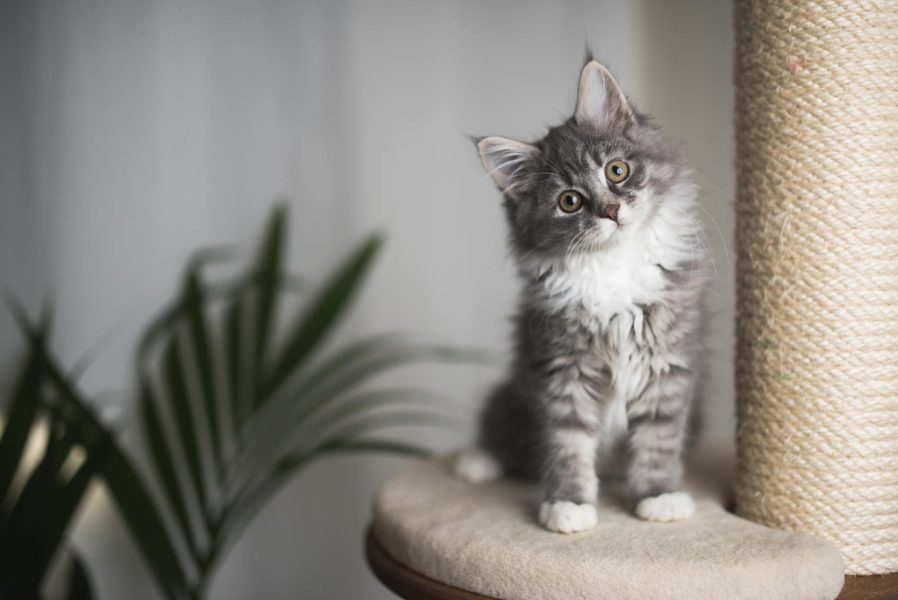 blue tabby maine coon kitten standing on cat furniture tilting head beside a houseplant in front of white curtains (blue tabby maine coon kitten standing on cat furniture tilting head beside a houseplant in front of white curtains, ASCII, 115 componen