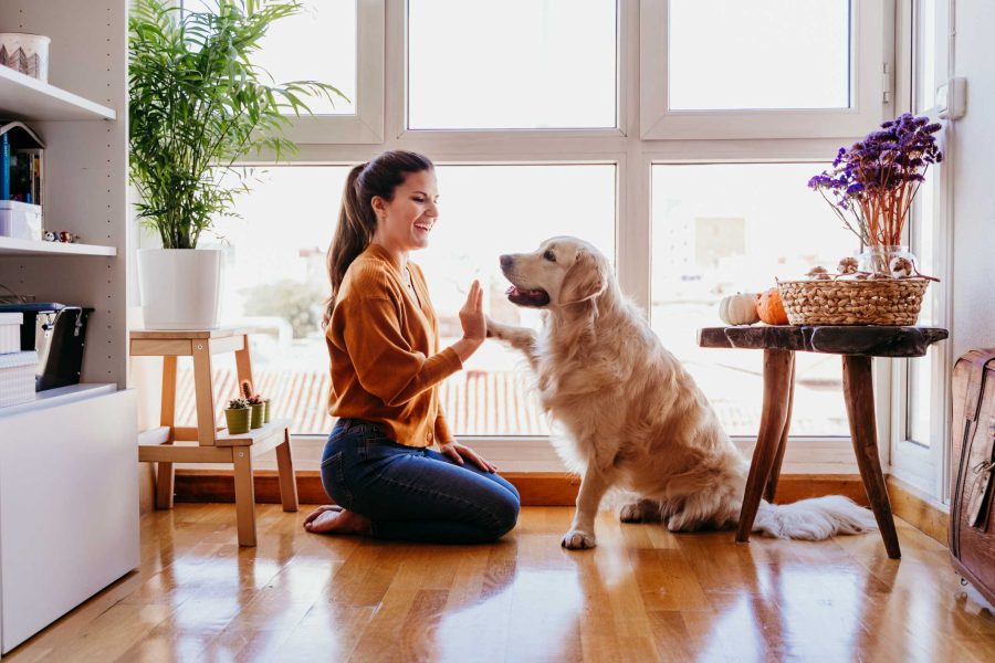 beautiful woman doing high five her adorable golden retriever dog at home. love for animals concept. lifestyle indoors (beautiful woman doing high five her adorable golden retriever dog at home. love for animals concept. lifestyle indoors, ASCII, 119
