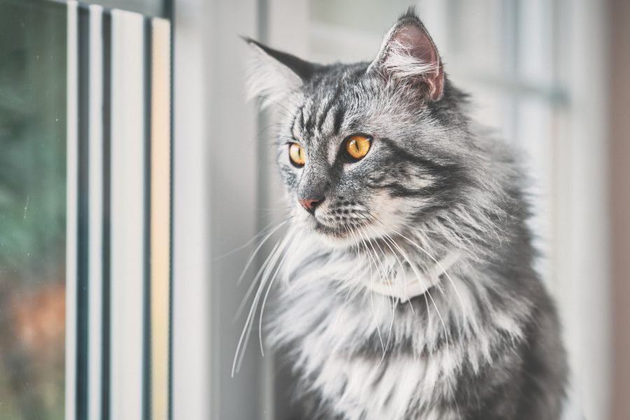 maine_coon_grand maine_coon_grand
