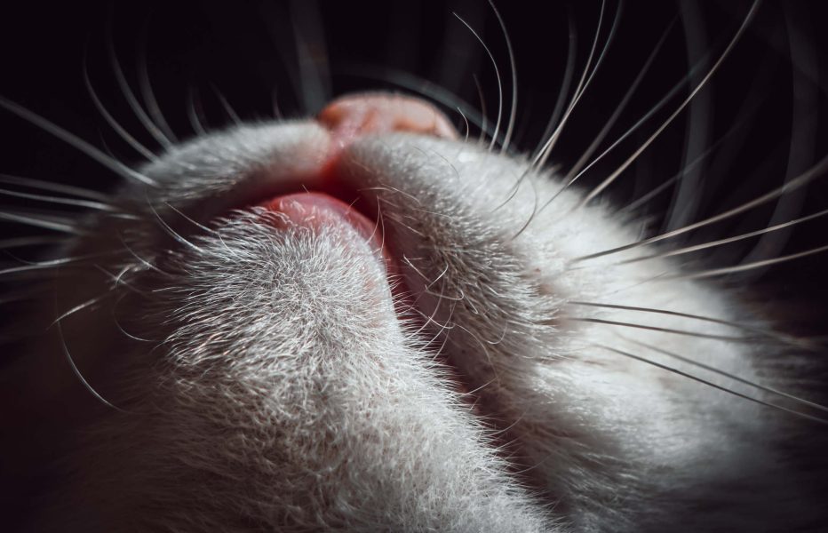 ute cat's mouth, chin and whiskers from beneath. Macro shoot.