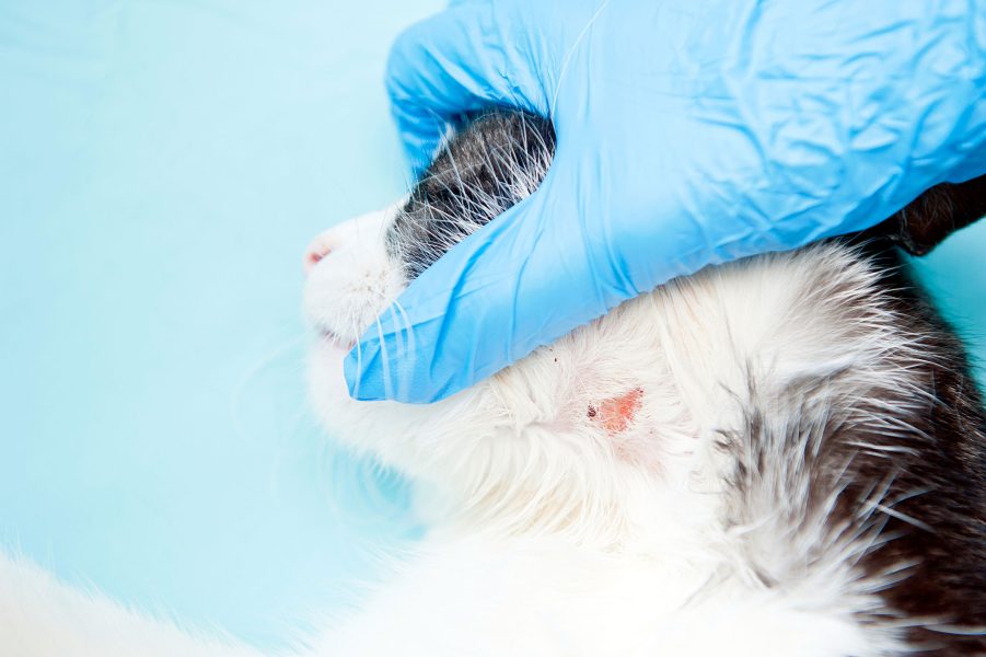 mon-chat-a-une-infection-de-peau-est-ce-grave-docteur