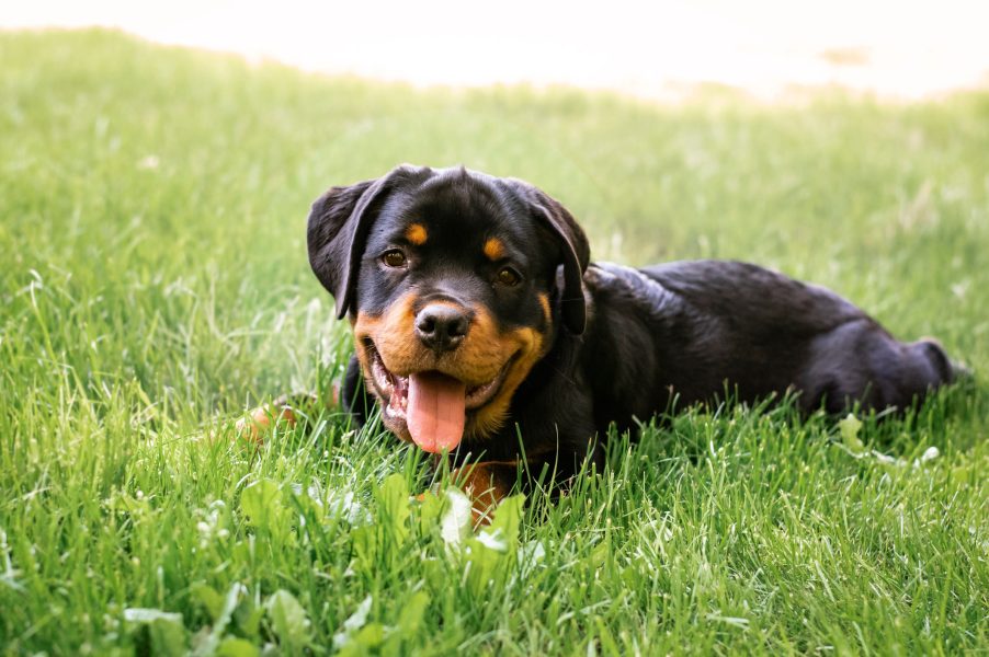 rottweiler2 rottweiler2